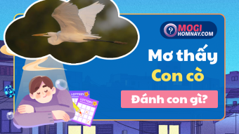 Giải mã giấc mơ thấy con cò là điềm gì? Đánh đề số mấy? Giải mã giấc mơ thấy con cò là điềm gì? Đánh đề số mấy?
