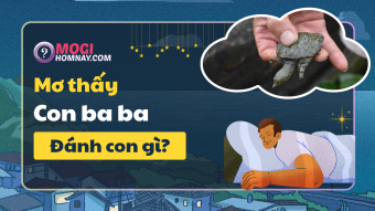 Mơ thấy ba ba là điềm gì? Nằm mơ thấy con ba ba đánh con gì? Mơ thấy ba ba là điềm gì? Nằm mơ thấy con ba ba đánh con gì?
