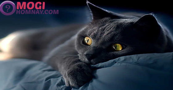 Mơ thấy mèo đen là điềm báo gì