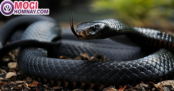 Nằm mơ thấy rắn đen đánh con gì? – Sổ Mơ Lô Đề