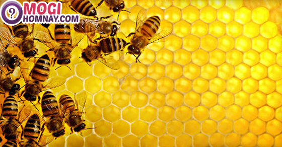  Mơ thấy mật ong là điềm báo gì