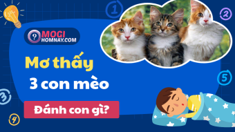 Nằm mơ thấy 3 con mèo đánh số mấy? - Mơ 3 con mèo là điềm gì? Nằm mơ thấy 3 con mèo đánh số mấy? - Mơ 3 con mèo là điềm gì?