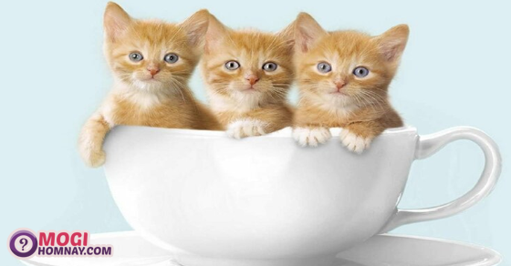  Ngủ mơ thấy 3 con mèo đánh số mấy?