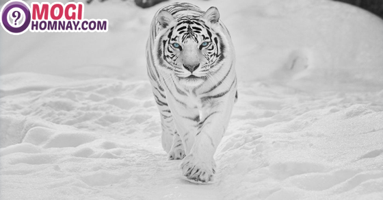  Ý nghĩa giấc mơ thấy con hổ màu trắng
