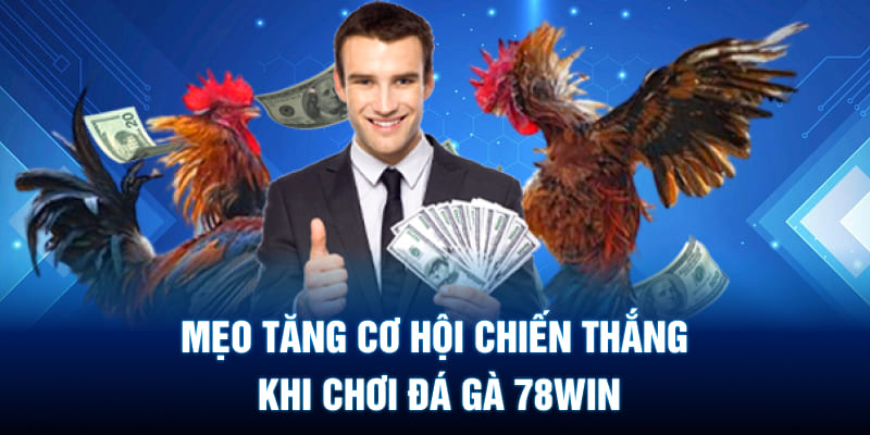 Mẹo tăng cơ hội chiến thắng khi chơi đá gà 78WIN