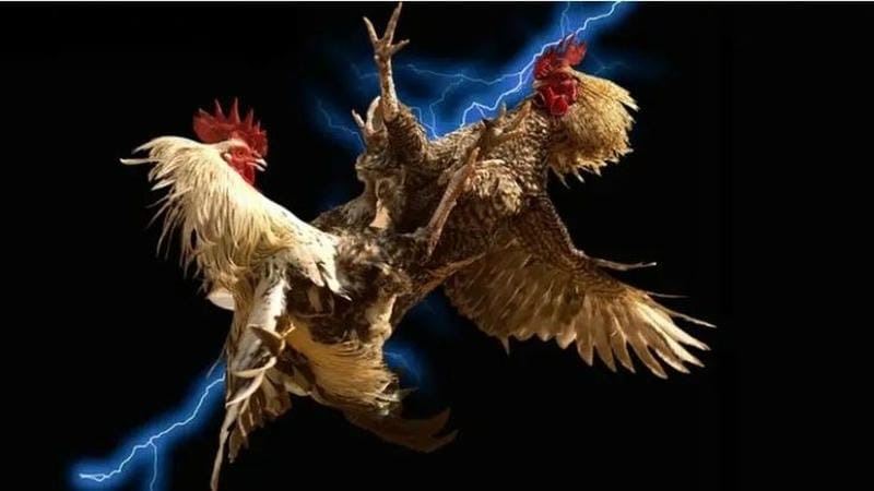 Giới thiệu đá gà Jun88 – Sân chơi đỉnh cao cho dân cược yêu tốc độ