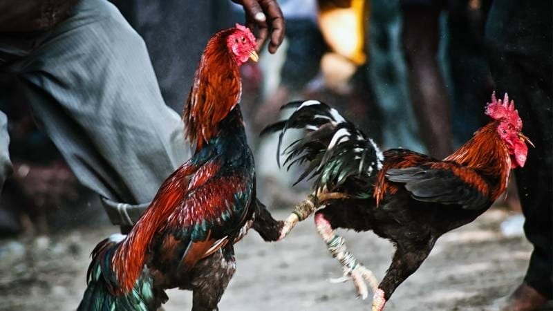 Mẹo chơi đá gà Jun88 hiệu quả cho người mới