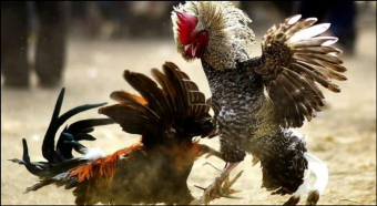 Hướng dẫn cách xem tướng gà chọi đá hay, lì đòn của sư kê